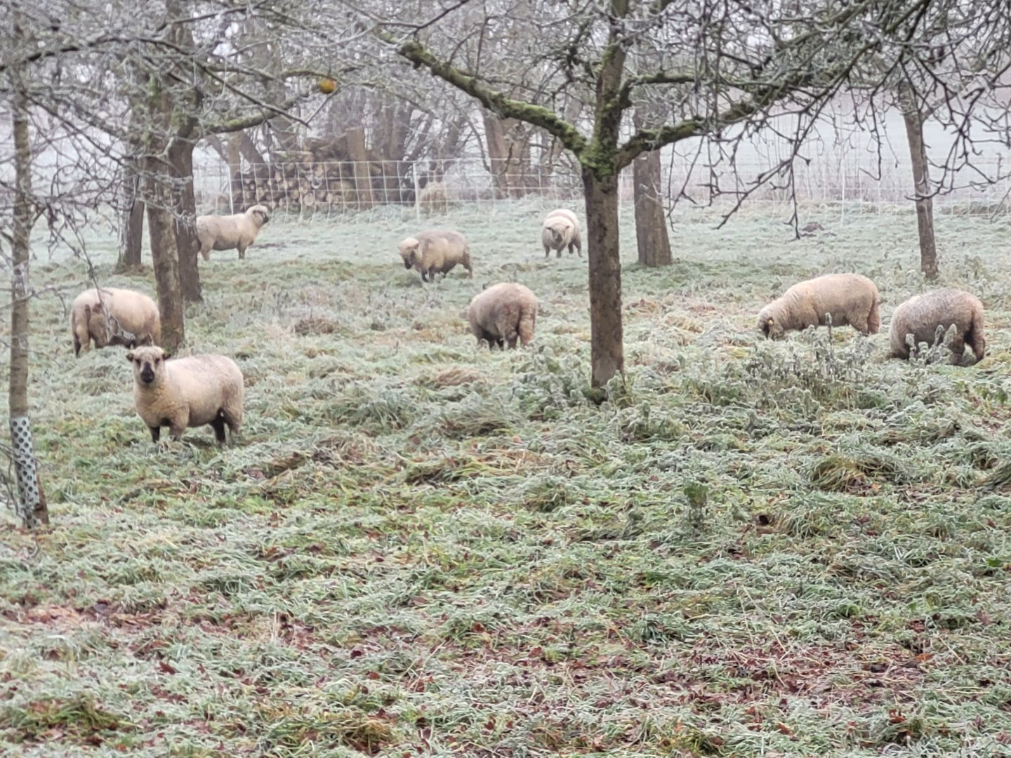 Schafe pflegen städtische Streuobstwiesenfläche an der Heinrichstraße