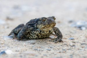 fotoblend frog 8265261 pixabay center top