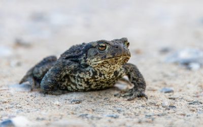fotoblend frog 8265261 pixabay center top