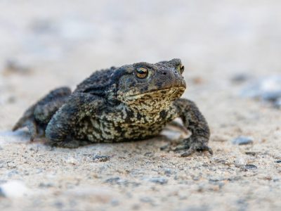fotoblend frog 8265261 pixabay center top