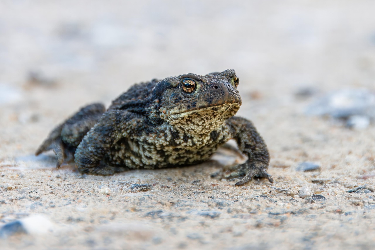 fotoblend frog
